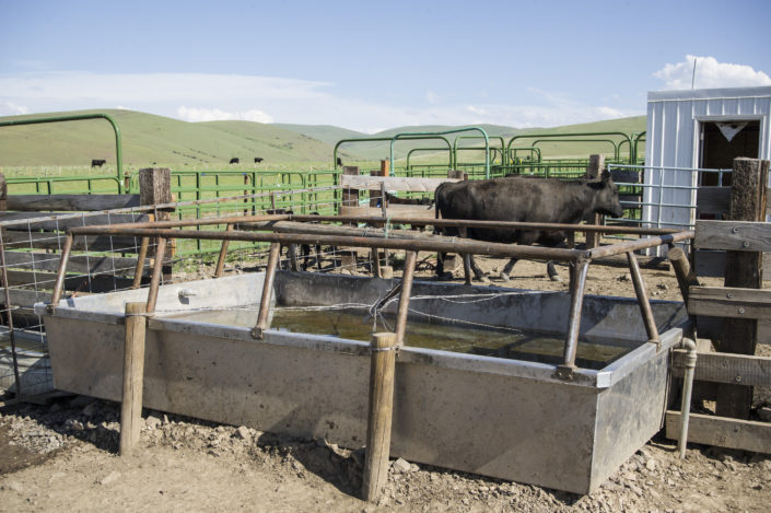 Cattle and Feedlot Water Troughs