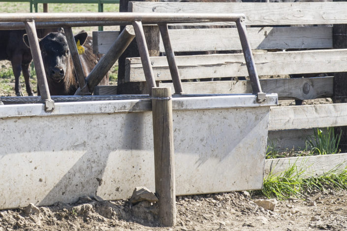 Built to Last Livestock Water Trough