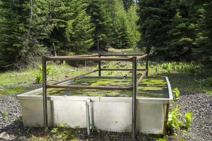 Water Trough in National Forest